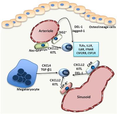 Regulation of the Bone Marrow Niche by Inflammation